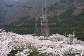 桜並木と日本一のロープウエイ いくさんさん