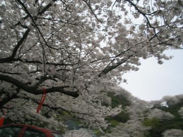 桜越しの桜が味わえるほどのたくさんの桜 さくらんさん