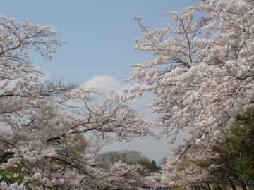美しい桜と雲 あっきさん