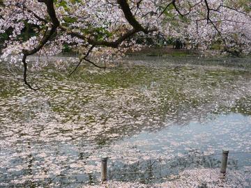 池一面を桜の花びらが覆いつくしています。 ぱぱっちさん