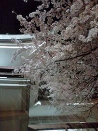 桜と一緒にだとより一層きれいです。 つじりさん