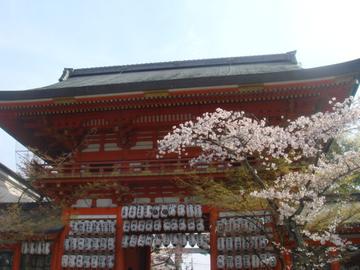八坂神社と桜 あっきさん