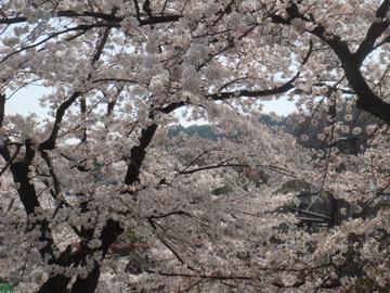インクラインの桜と山 あっきさん