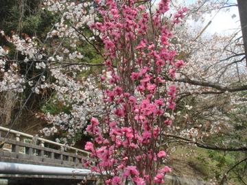 最終地点の美しいピンク桜 あっきさん