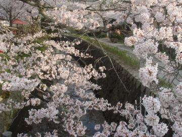 美しい桜のトンネル あっきさん