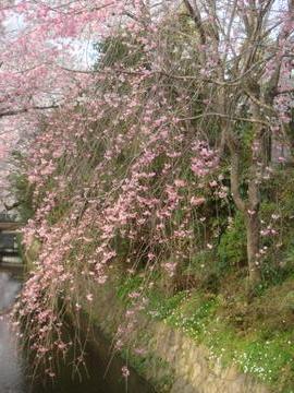 最終地点近くのきれいなピンクの桜 あっきさん