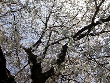 桜の木下 たけしさん