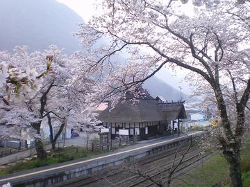 桜と茅葺き屋根はとても魅力的です！ Ａｉｚｕ盆地さん