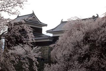 春の桜、秋の紅葉が見事！全国でも人気のお城です。 長ナノさん