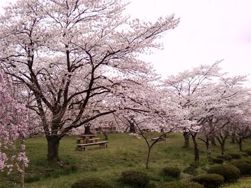 桜は満開！ 和歌パイさん