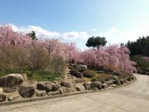 桜で埋め尽くされた庭
