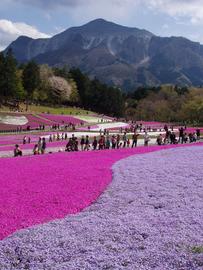 「芝桜の丘」鮮やかな色がちりばめられています kiyoponさん