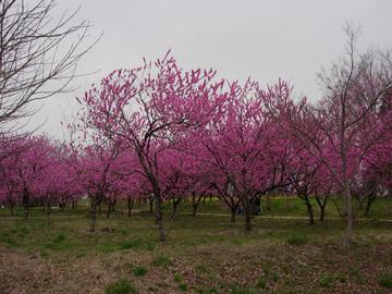 3月中旬から4月中旬には約2000本の桃の花が咲き誇ります。 かつ蔵さん