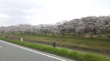 松島の川沿いの桜並木