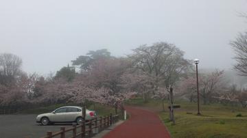 遊歩道の桜回廊 ＲepliＣarさん