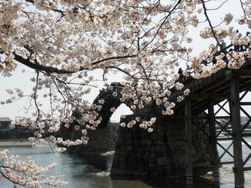桜の上を花見客が歩くように見える！ ペー助さん