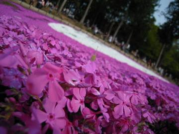 カーペットのように敷き詰められた色とりどりの芝桜・・・ ベビタさん