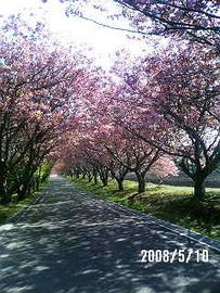 参道が桜のトンネルです モコさん