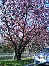 色鮮やかな八重桜 モコさん