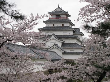 雨上がりの満開の桜の鶴ヶ城 snoguchiさん