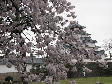 雨上がりの満開の桜の鶴ヶ城 snoguchiさん