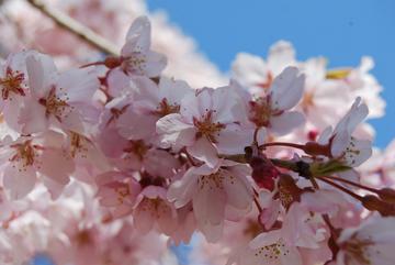 桜ＵＰ Ｕｍｉさん
