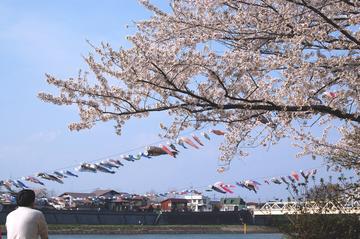 北上川を泳ぐこいのぼりの群れを桜の合間から いーちゃんぱぱさん