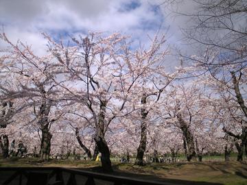 ３６０度桜です！ hiroさん
