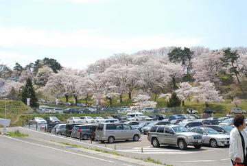 山一面桜です。 furyo-oyajiさん