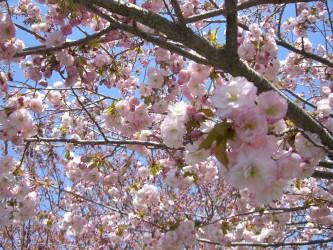 桜がキレイ１ ひづきさん