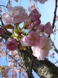 桜がキレイ２ ひづきさん