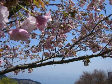 桜がキレイ３ ひづきさん