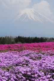 富士山と芝桜★癒しの園 さくらんぼさん