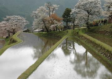 桜が水をはった田に映ってきれいです！ 松阪牛さん
