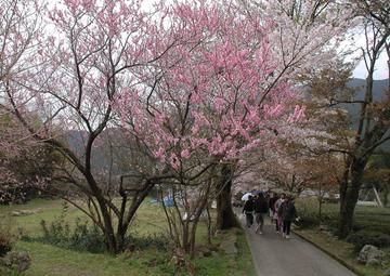 ピンク色の桜がきれいです！ 松阪牛さん