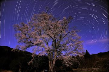 満月に咲く一本桜と満天の星！ fukuちゃんさん