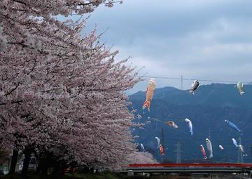 桜と鯉のぼり 松阪牛さん