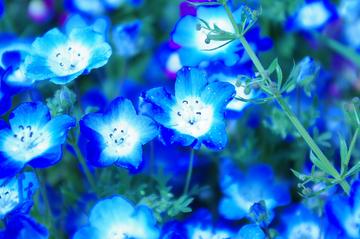 ブルーのお花 そらママさん