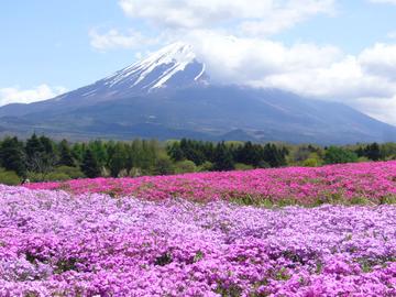 富士の裾野に花の絨毯！ mayumayuさん