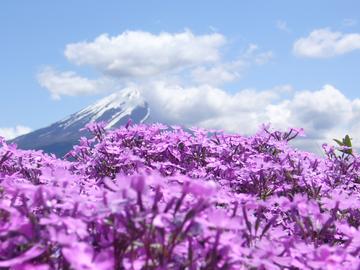 芝桜に寝ころんで富士山を眺めてみましょう！ mayumayuさん