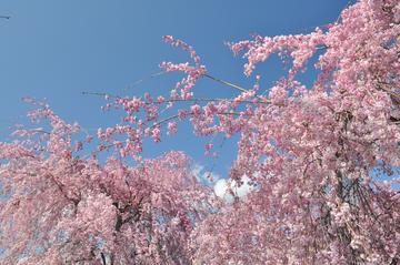 満開の枝垂れ桜！ setup-okさん