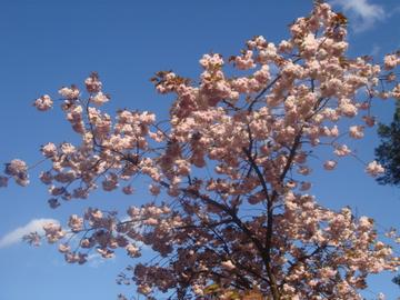 美しい御室桜と雲 あっきさん