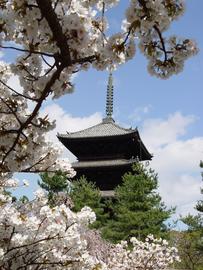 京都の桜のフィナーレ まあさん