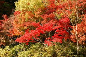 園内各所で様々な色彩の紅葉が楽しめます 50322361さん