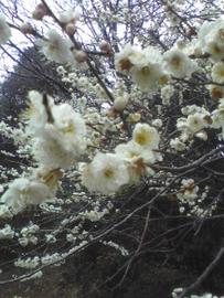 白い梅の花 さちこさん