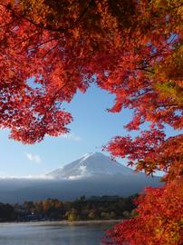 紅葉と富士山最高 ななちゃんさん