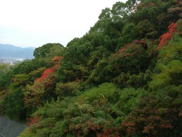 周りの山も紅葉しています Ryoma1949さん