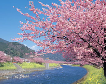 早咲きの桜で一足早い春を満喫 DriveNaviさん