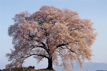 朝陽に映える王仁塚の桜 いぬ3410さん