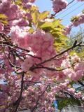 サザエさん通りの桜は八重桜